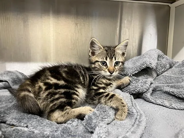 A baby medium-sized male Domestic Short Hair cat named Adams for adoption in Tustin, CA
