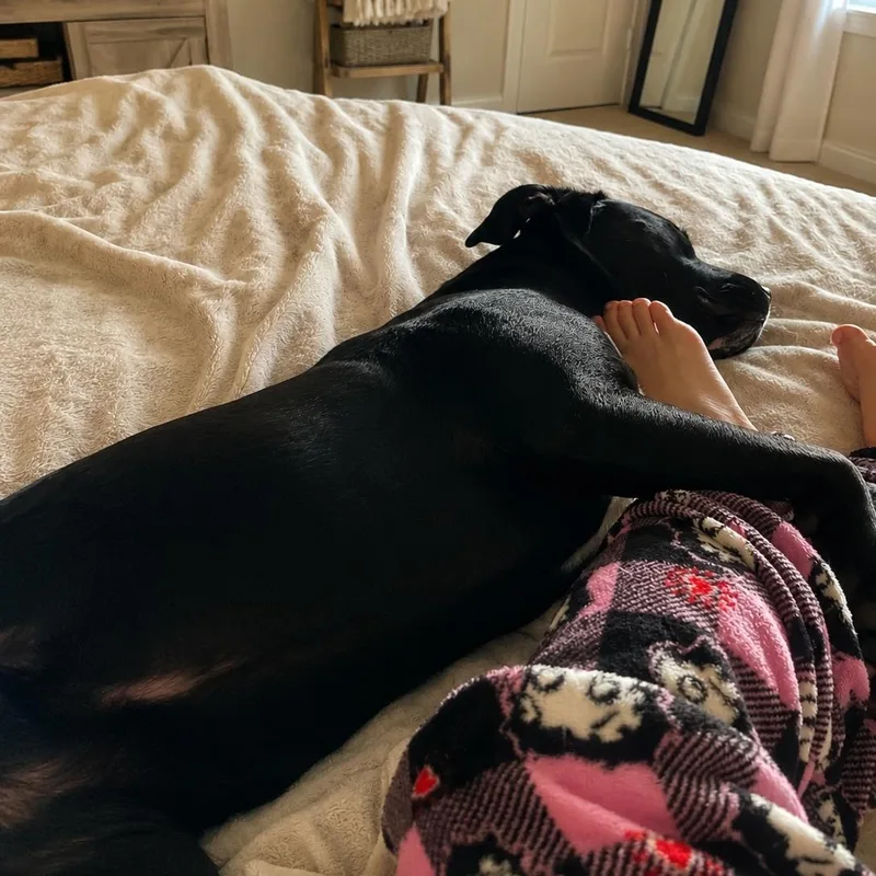 A young large-sized male Black Labrador Retriever dog named Tux for adoption in Houston, TX