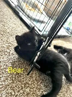Bear thumbnail 3