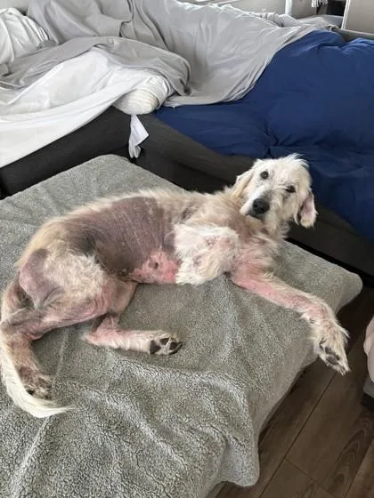 An adult large-sized male White / Cream Mixed Breed dog named Walter White for adoption in Georgetown, TX