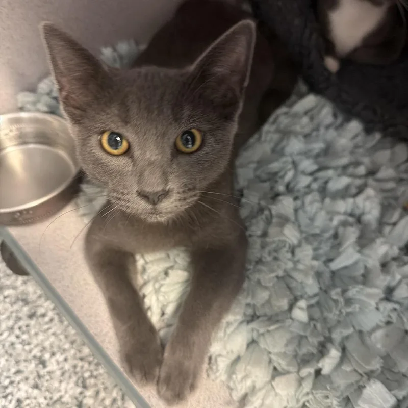 A young medium-sized male Gray / Blue / Silver Domestic Short Hair cat named Orion for adoption in Port Charlotte, FL