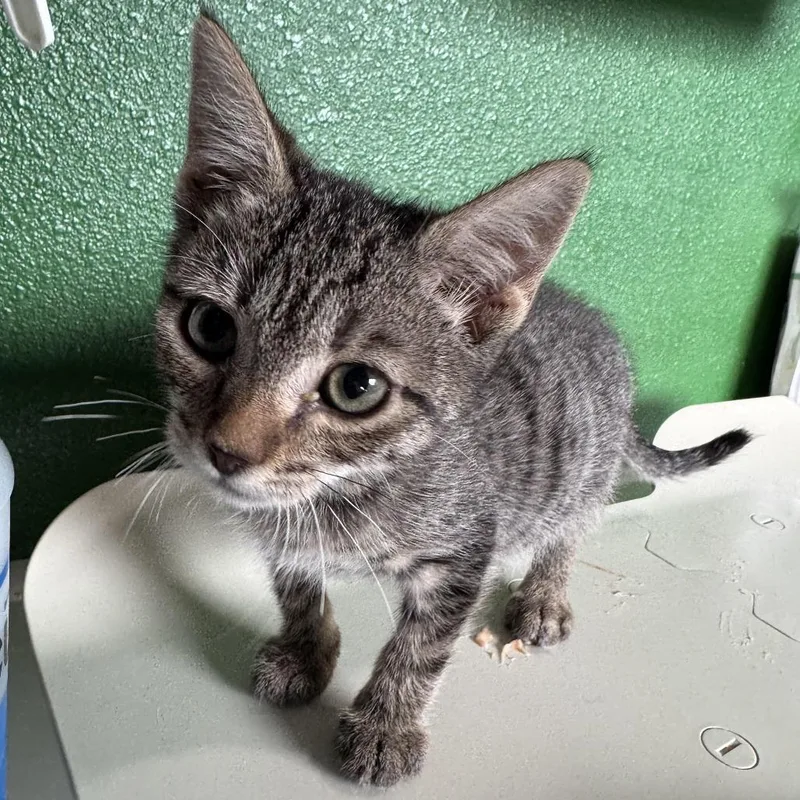 A baby small-sized female Brown / Chocolate Domestic Short Hair cat named Selenite for adoption in Kyle, TX
