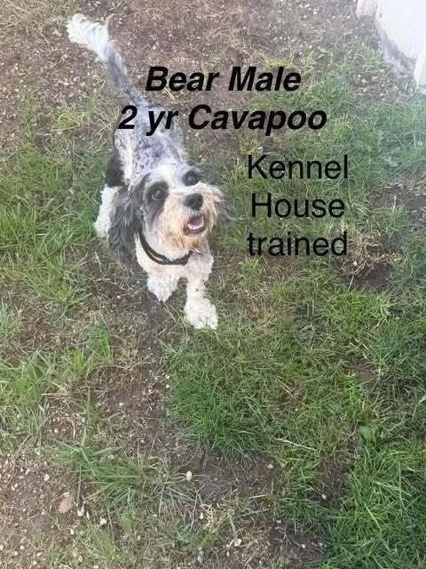 Bear Buckley thumbnail 4