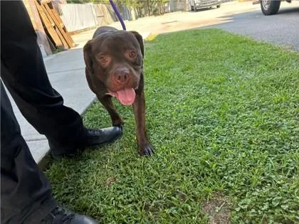 An adult large-sized male Pit Bull Terrier dog named Gordy for adoption in Savannah, GA