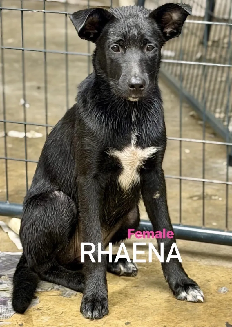 A baby medium-sized female Labrador Retriever dog named Rhaena for adoption in Pembroke, MA