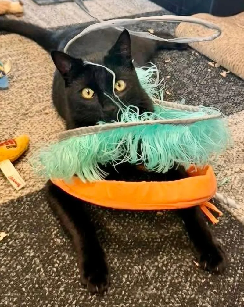 An adult medium-sized male Domestic Short Hair cat named Toothless for adoption in Centerville, GA