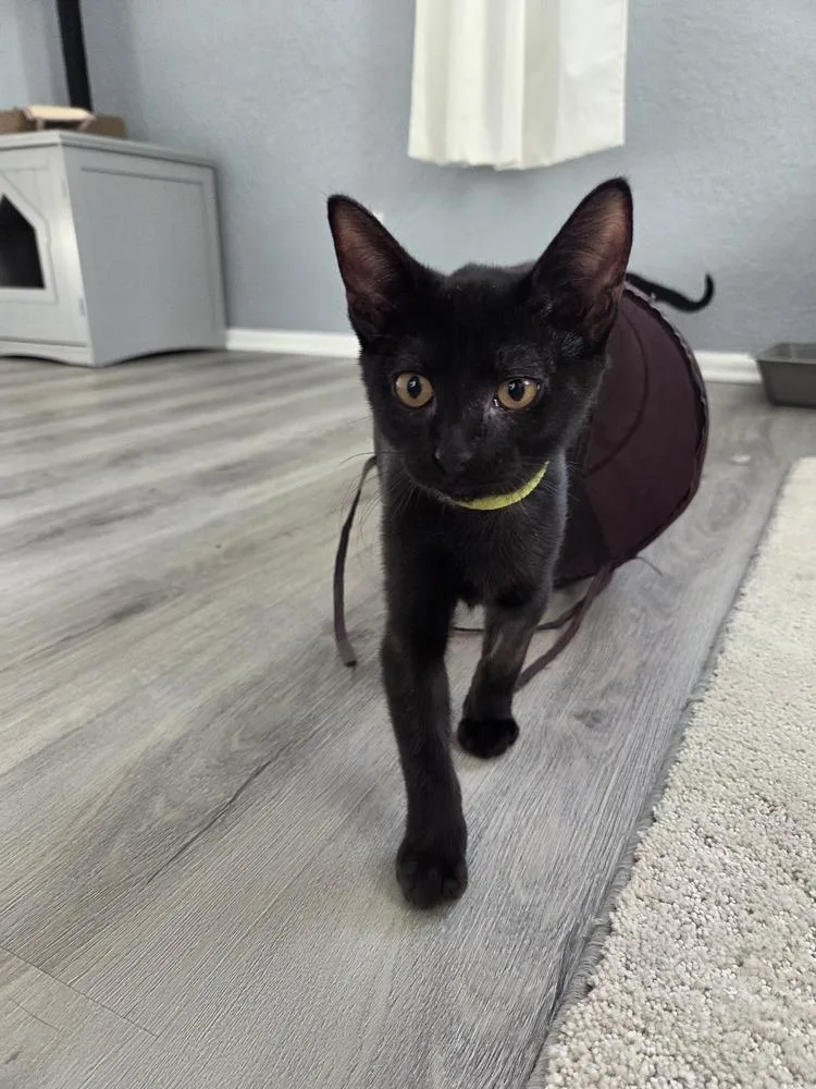 A young small-sized male Black Domestic Short Hair cat named Zachary for adoption in Orlando, FL