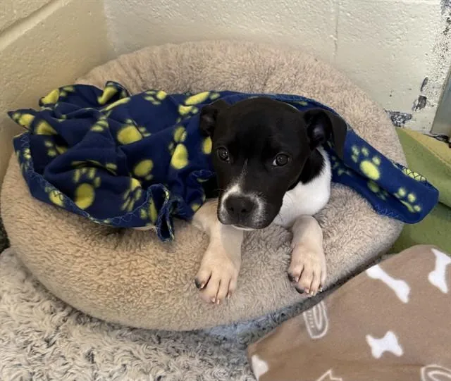 A baby medium-sized female Labrador Retriever dog named Christine for adoption in Brewster, MA