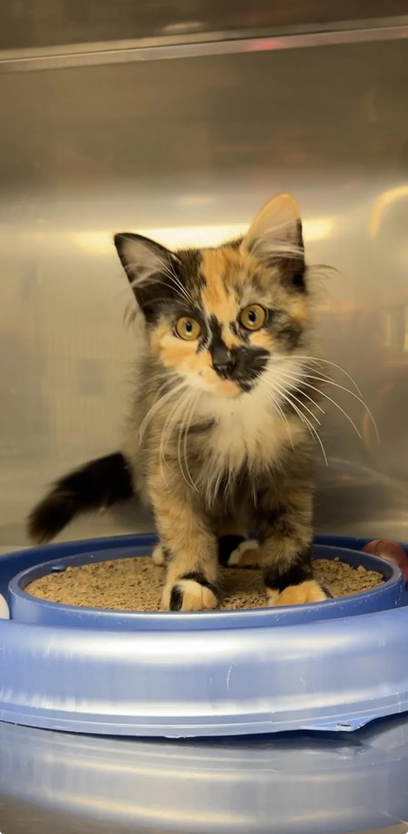 A baby medium-sized female Calico Domestic Long Hair cat named Bubbles for adoption in Montville, NJ
