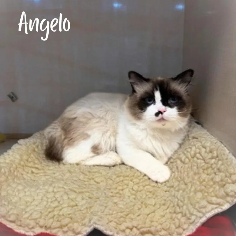 An adult medium-sized male Snowshoe cat named Angelo for adoption in Janesville, WI