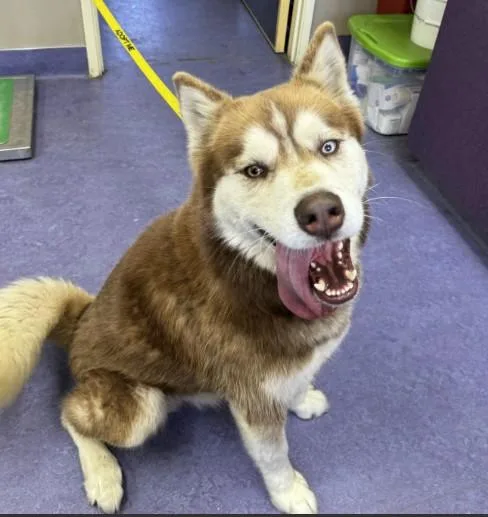 An adult large-sized male Siberian Husky dog named Chase for adoption in Santa Maria, CA