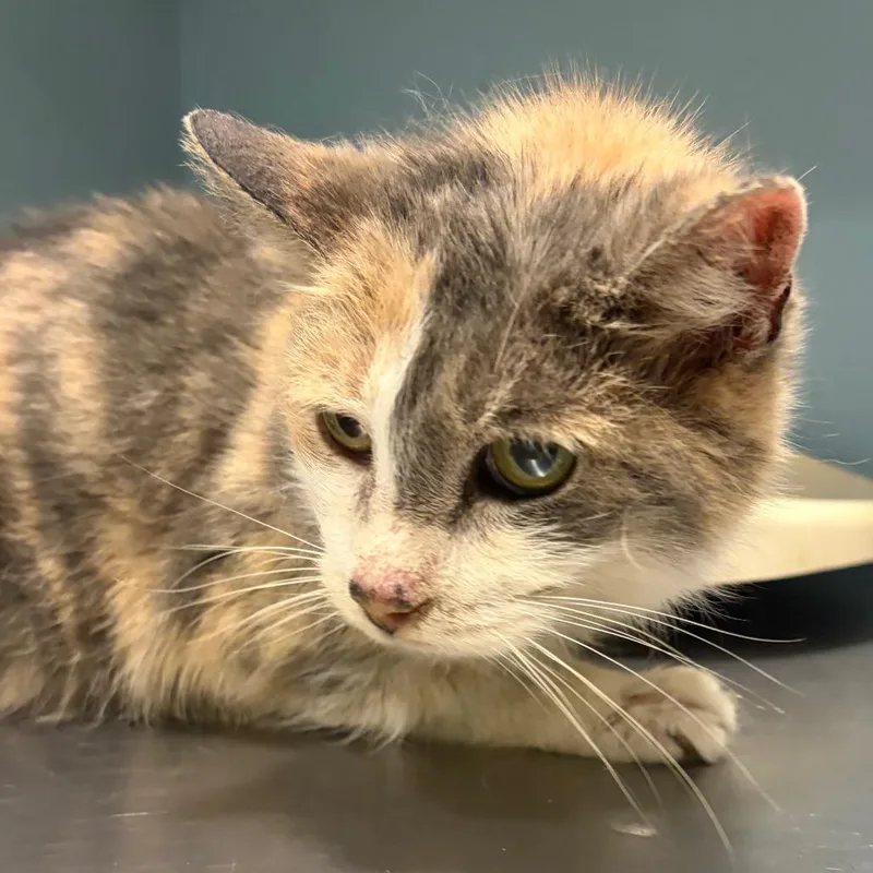 Rachel Elizabeth Dare