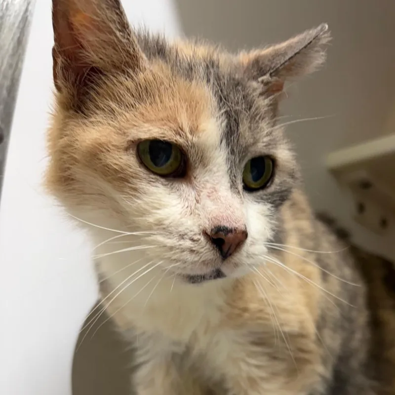 Rachel Elizabeth Dare thumbnail 2