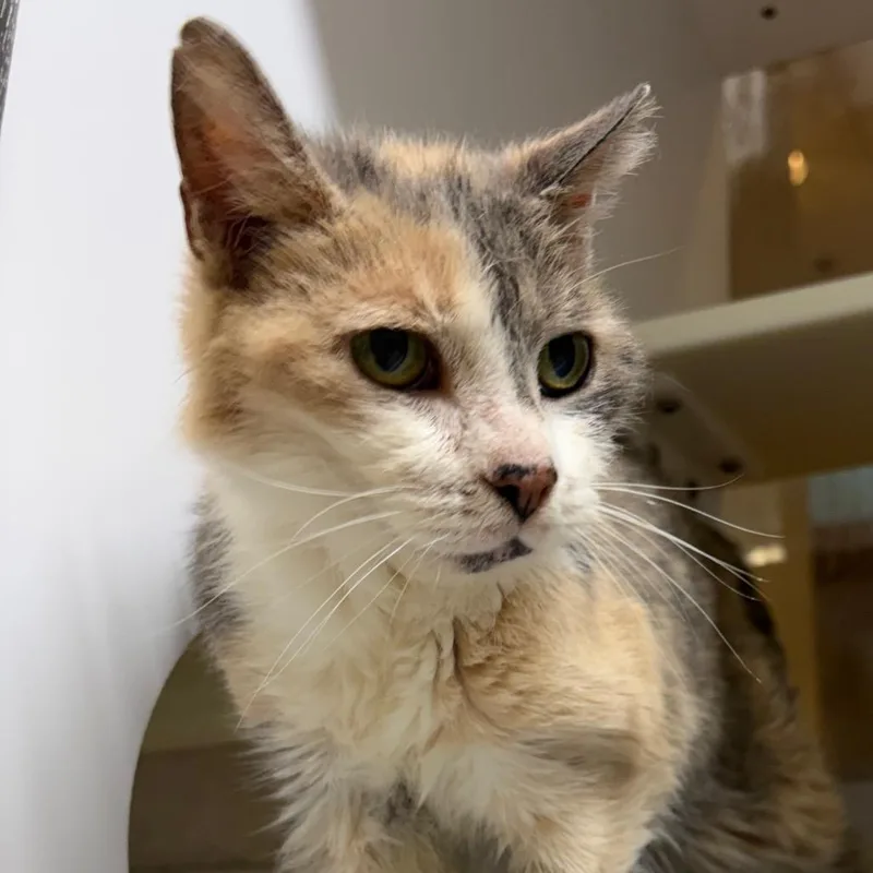 Rachel Elizabeth Dare thumbnail 3