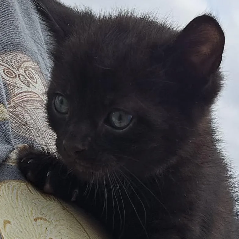 A baby small-sized male Black Domestic Short Hair cat named Poe for adoption in Canton, IL