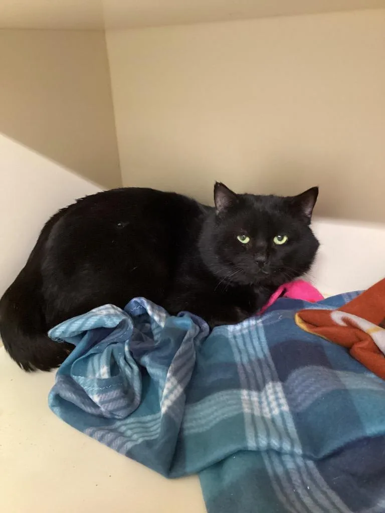 An adult medium-sized male Domestic Short Hair cat named Doofenshmirtz for adoption in Bloomington, IN