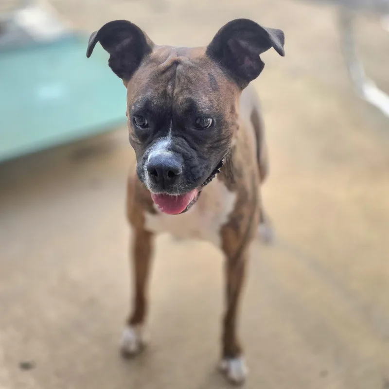 An adult medium-sized female Brindle Boxer dog named Penny for adoption in Athens, AL