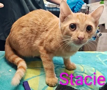 Stacie
