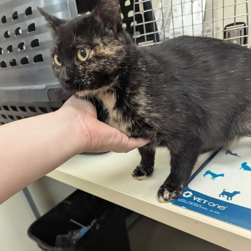 An adult medium-sized female Tortoiseshell Domestic Short Hair cat named Audra for adoption in Lynchburg, VA