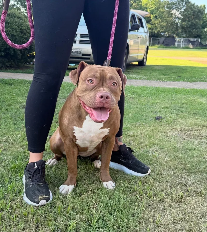 A young large-sized female Pit Bull Terrier dog named Molly for adoption in Pembroke, MA
