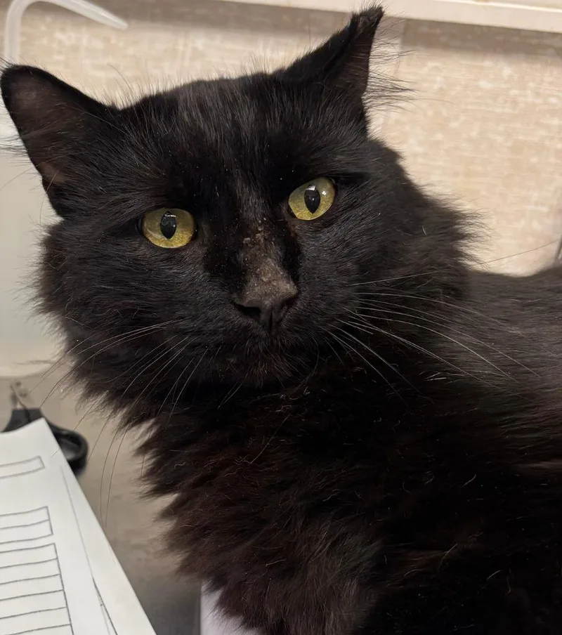 An adult medium-sized male Domestic Medium Hair cat named Miller for adoption in Pomona, NY