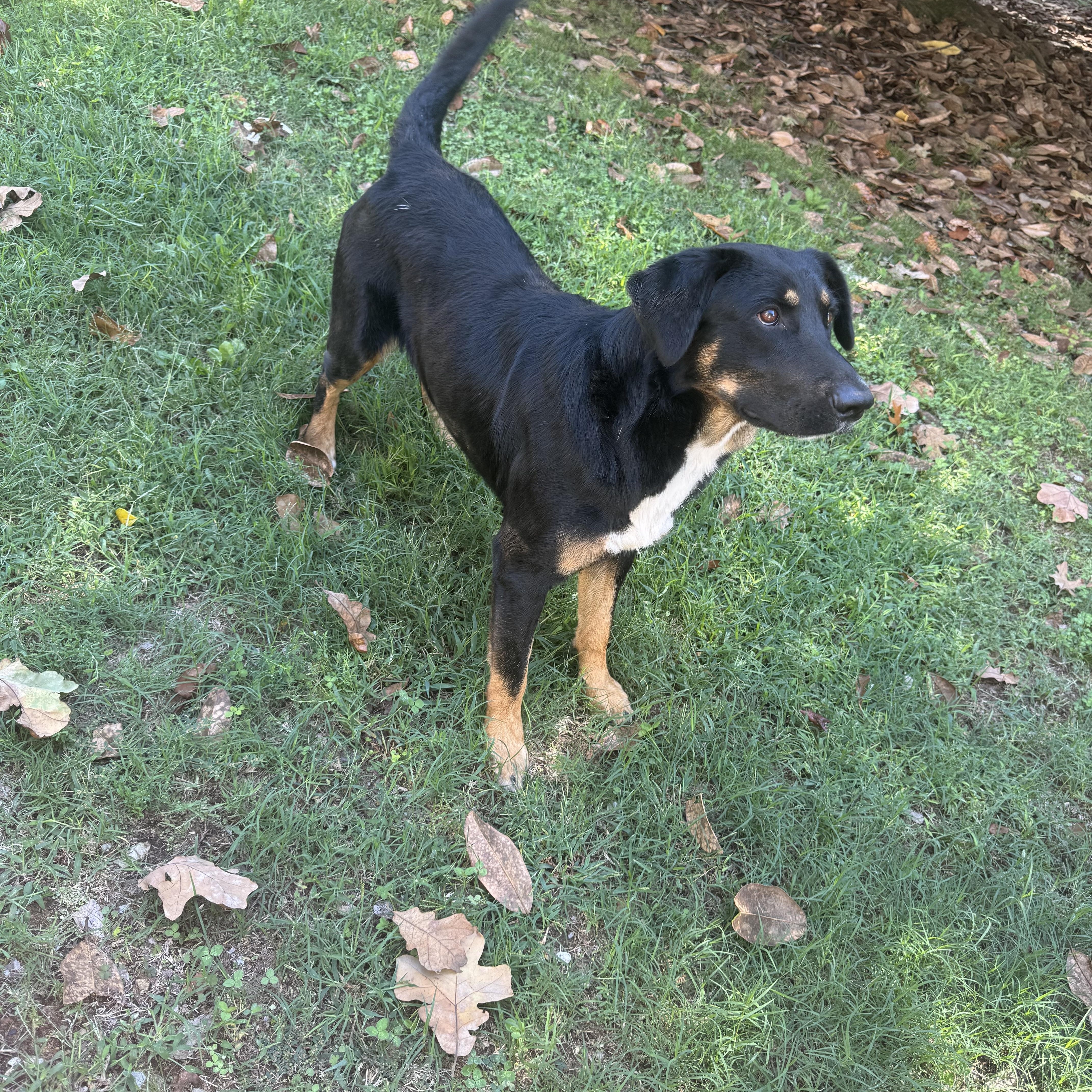 Chipper Sponsored Fee