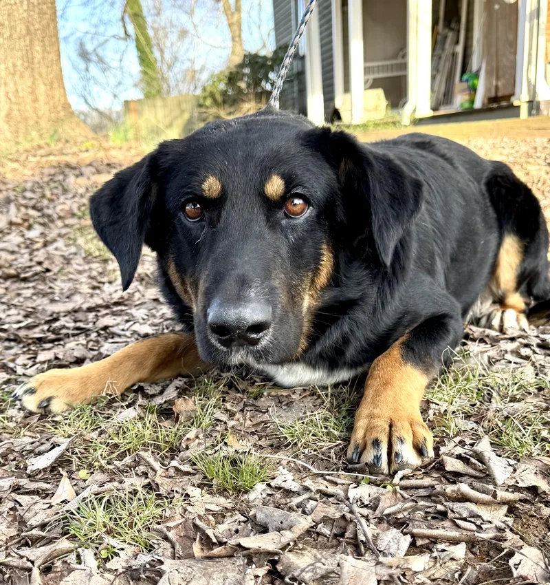 Chipper Sponsored Fee thumbnail 2