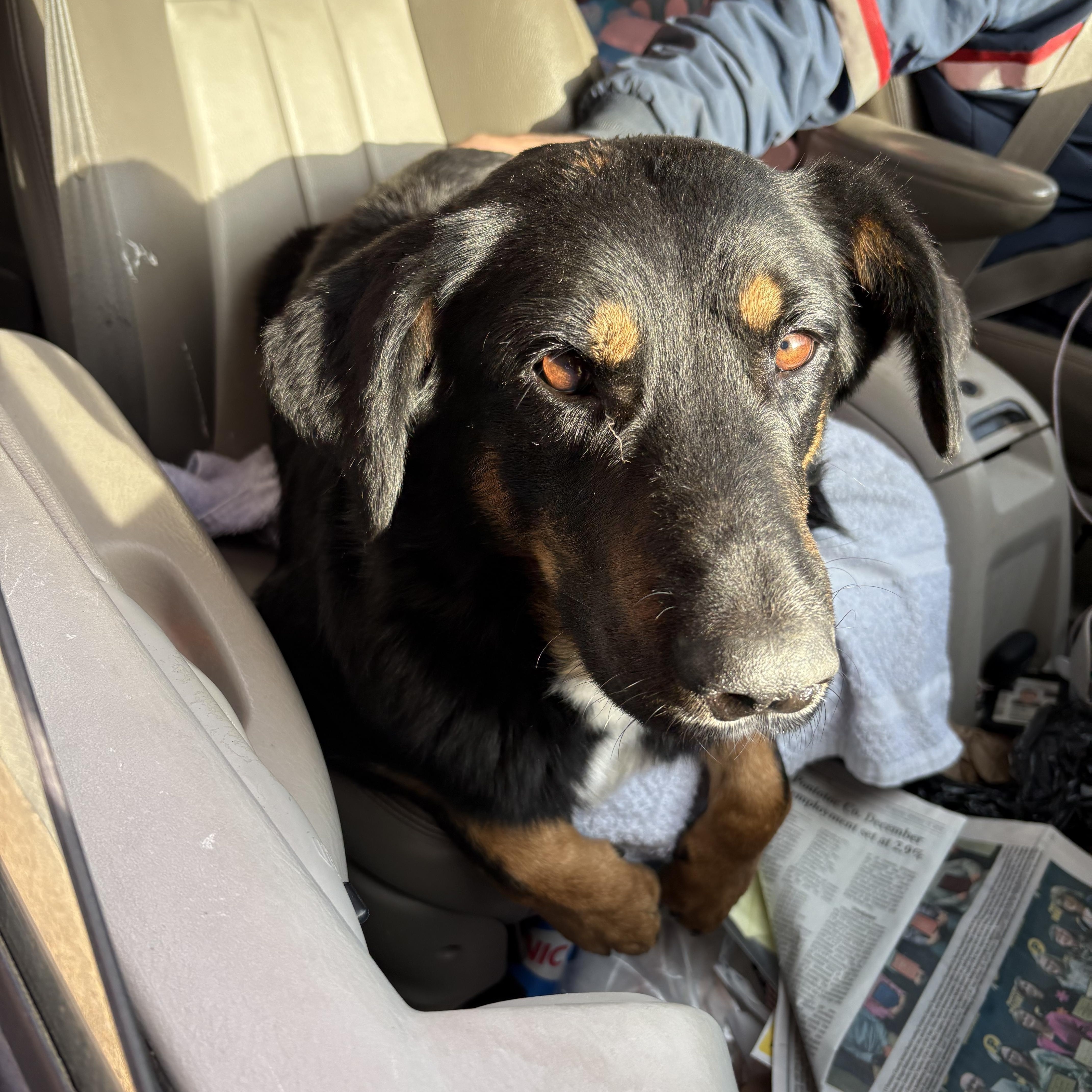 Chipper Sponsored Fee thumbnail 3