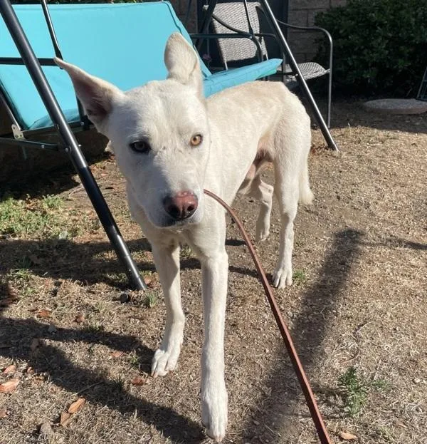 An adult large-sized male Shepherd dog named Bolt for adoption in Escondido, CA