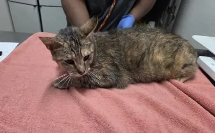 An adult medium-sized female Brown / Chocolate Domestic Short Hair cat named Meow Meow for adoption in Sacramento, CA