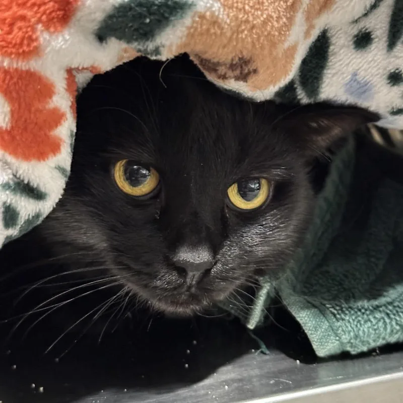 An adult medium-sized female Domestic Medium Hair cat named Howler for adoption in Chicago, IL