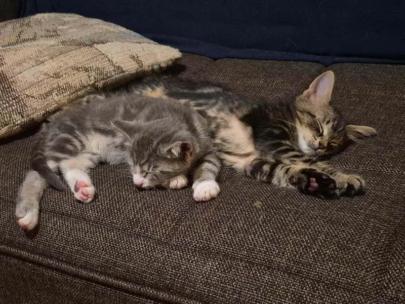 A baby small-sized male Domestic Short Hair cat named Pika AKA Challa for adoption in Chicago, IL