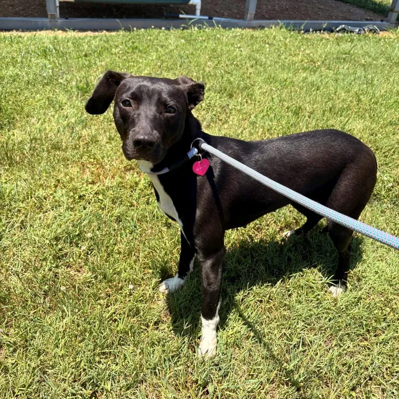 A young medium-sized female Black Mixed Breed dog named Sugar for adoption in Greenville, SC