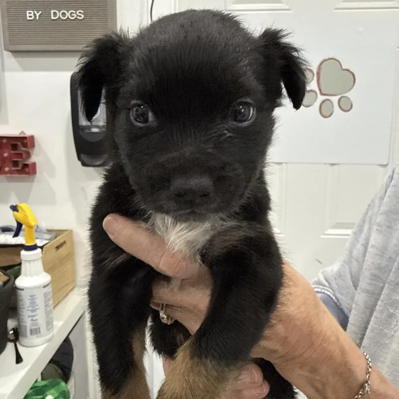 A baby medium-sized male Chihuahua dog named Chatter for adoption in Sacramento, CA