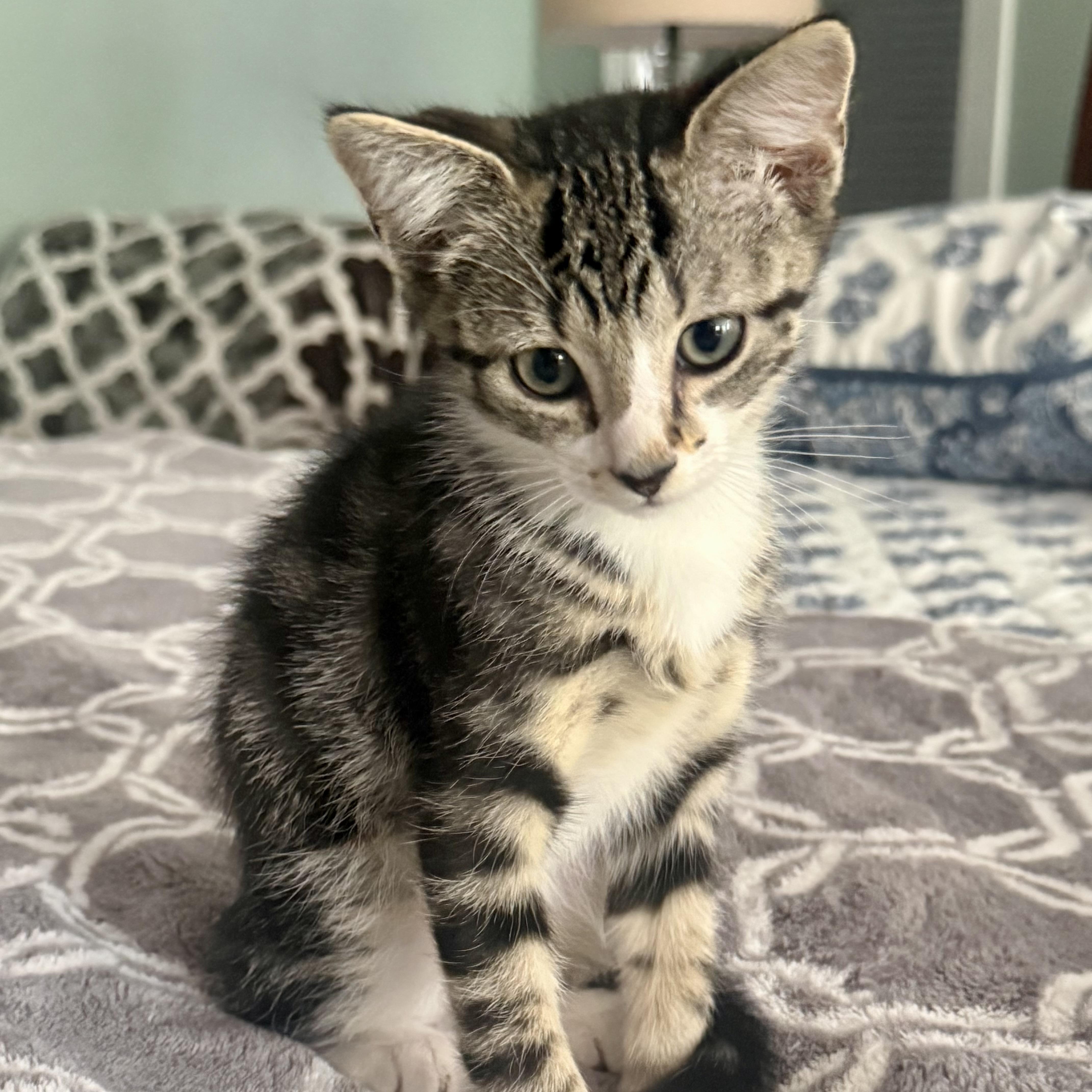 A baby small-sized male Black Domestic Short Hair cat named Reddit for adoption in Richmond, VA