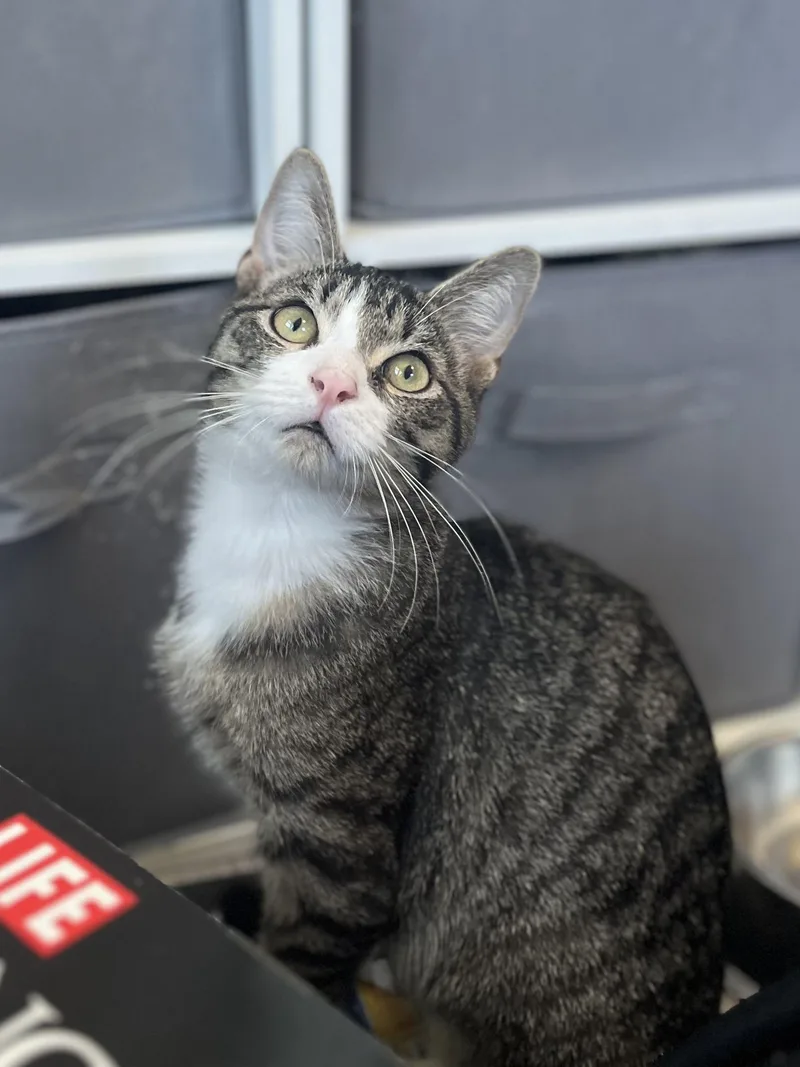 A baby medium-sized male Tabby (Brown / Chocolate) Domestic Short Hair cat named Boris for adoption in Richmond, KY