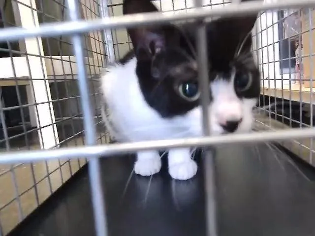 A young small-sized female Domestic Short Hair cat named Purah for adoption in Tulsa, OK
