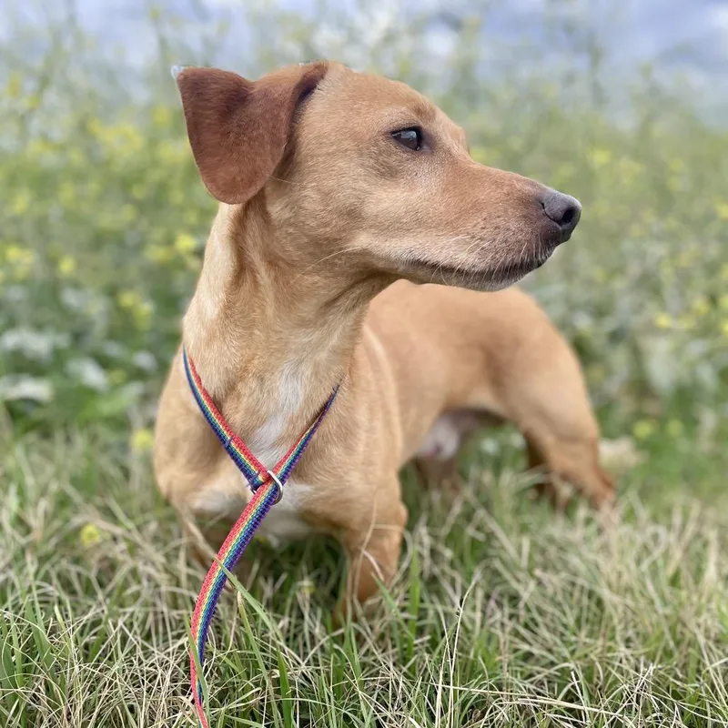 An adult small-sized male Yellow / Tan / Blond / Fawn Dachshund dog named Diego for adoption in Wimberley, TX