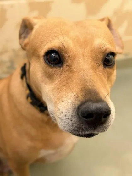 An adult medium-sized female Mixed Breed dog named Willet for adoption in Cincinnati, OH