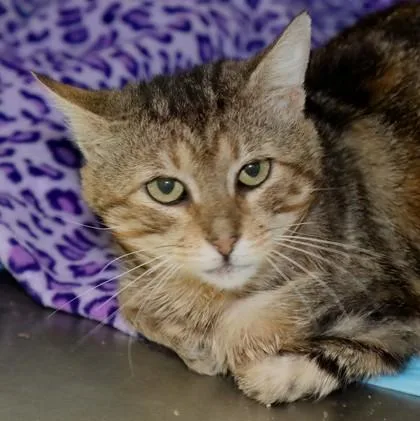 An adult medium-sized male Domestic Short Hair cat named Magic for adoption in West Chester, PA