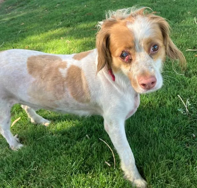 A young small-sized male Cocker Spaniel dog named Arnold for adoption in Tucson, AZ