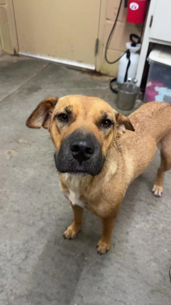 A young medium-sized female Pit Bull Terrier dog named Bella for adoption in Swainsboro, GA