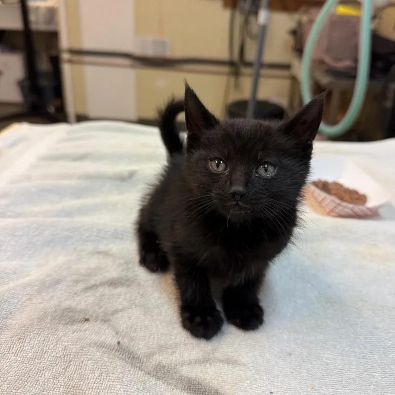 Halloumi thumbnail 2