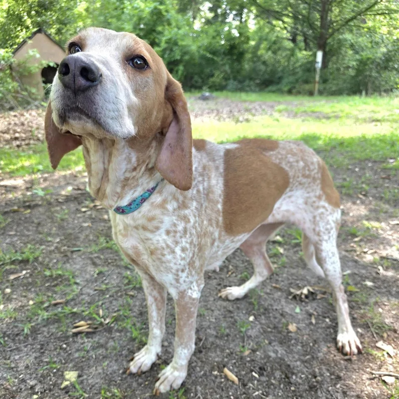 A senior medium-sized female Red / Chestnut / Orange Coonhound dog named Susie for adoption in Columbia, SC