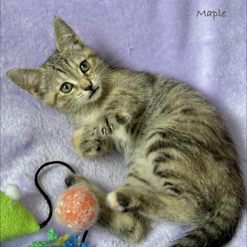 Maple