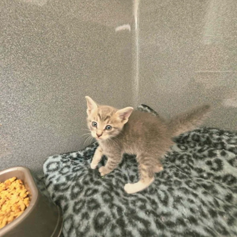 A baby small-sized female Domestic Short Hair cat named Scribbles for adoption in California City, CA