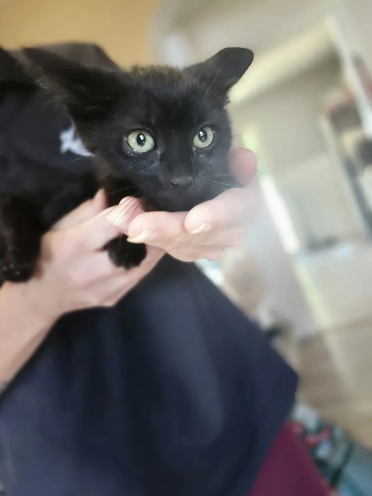 A baby small-sized female Black Domestic Short Hair cat named Shay for adoption in Elyria, OH