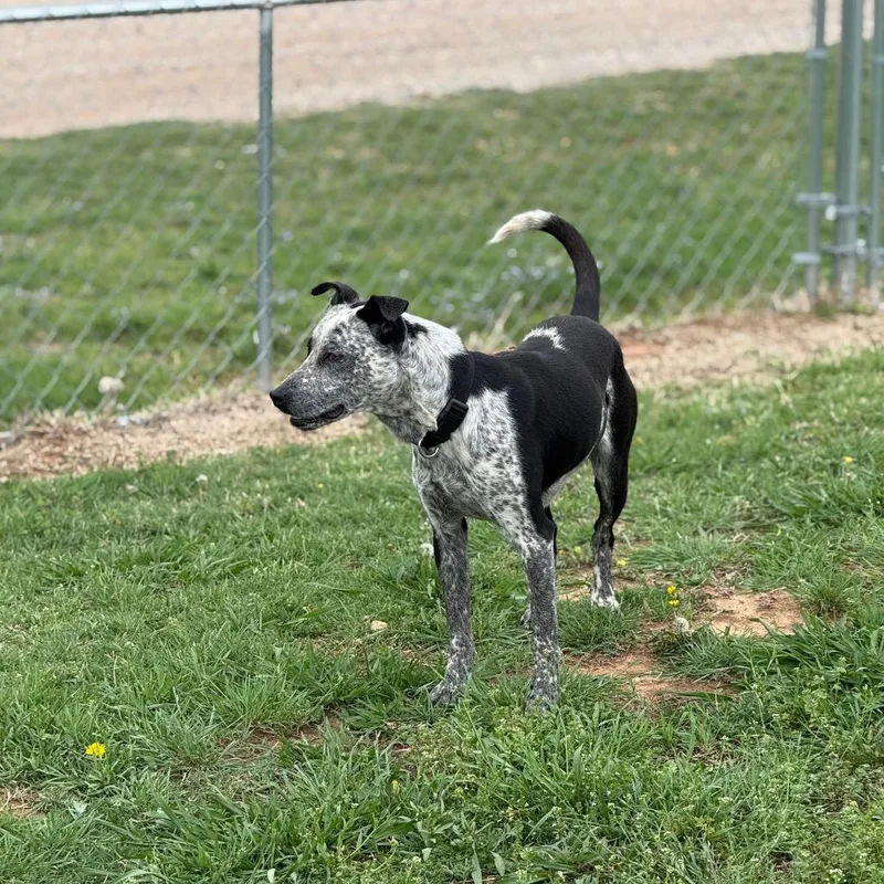 An adult medium-sized male Black Mixed Breed dog named Marty for adoption in Pauls Valley, OK