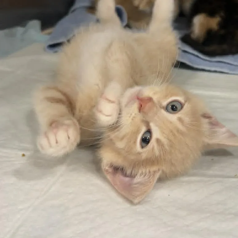 A baby medium-sized male Cream / Ivory Domestic Short Hair cat named Rusty for adoption in Ephrata, PA