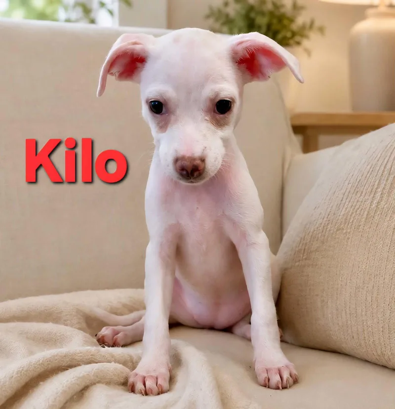 A baby small-sized female Jack Russell Terrier dog named Tiffany Pup Kilo for adoption in Pompano Beach, FL
